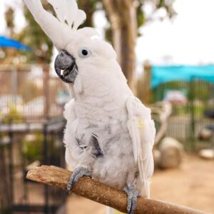 Umbrella Cockatoo for sale
