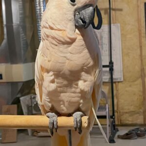 Moluccan Cockatoo for sale