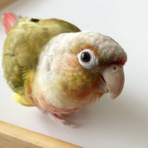 Green Cheek Conure for sale