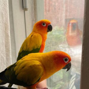 Sun Conure for sale