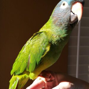 Blue crown conure for sale
